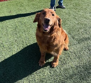 Golden Retriever Rescue of the Rockies place picture