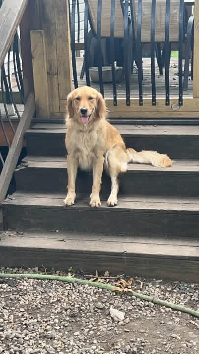 Milo - Image 5