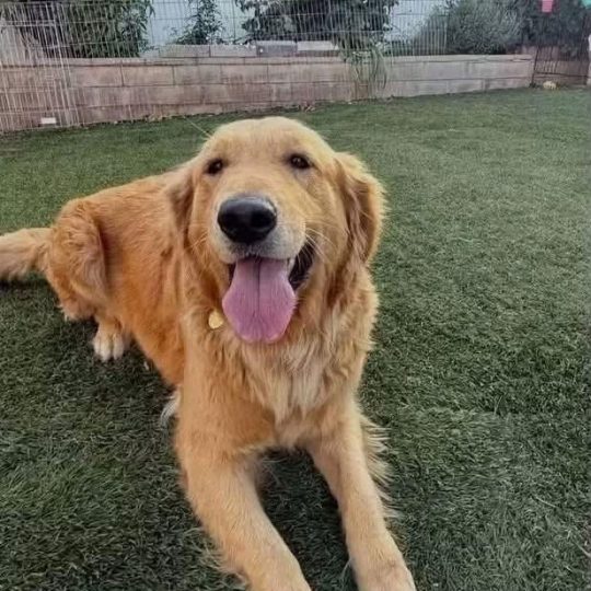 Hank